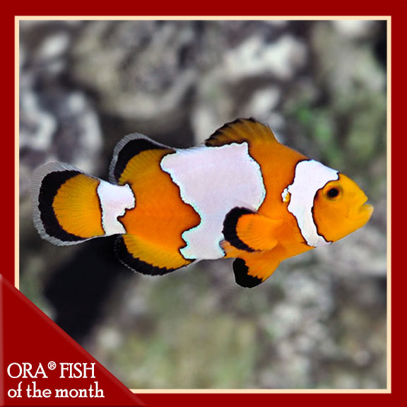 Snowflake Ocellaris Clownfish, Captive-Bred Snowflake Ocellaris Clownfish, Captive-Bred