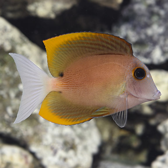 Bristletooth Tomini Tang Bristletooth Tomini Tang