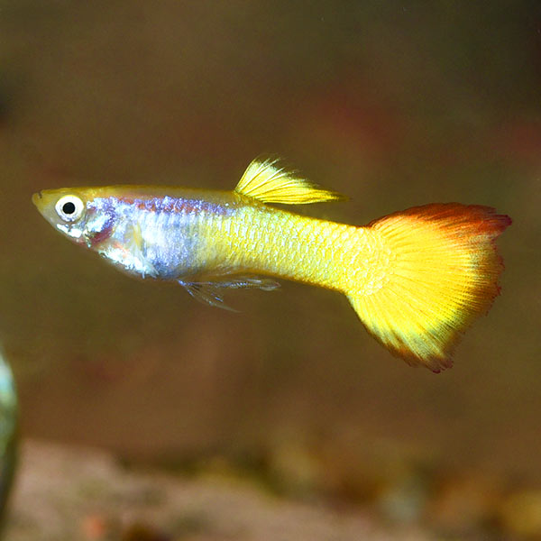 Sunset Guppy Group, Male