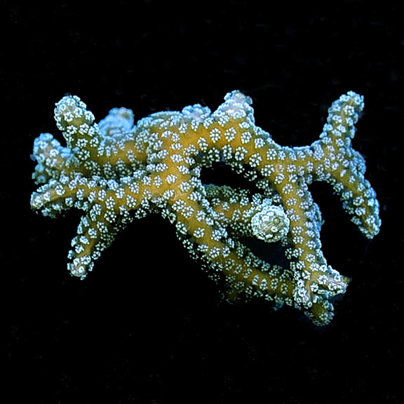 ORA® Aquacultured Green Birdsnest Coral ORA® Aquacultured Green Birdsnest Coral