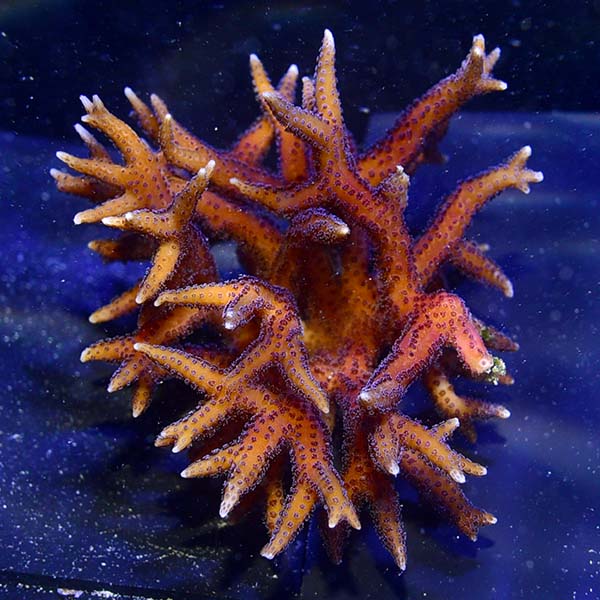 Aquacultured Hyacinth Birdsnest Coral