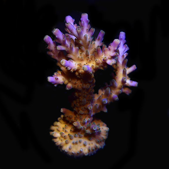 ORA® Aquacultured Tri-color Valida Coral ORA® Aquacultured Tri-color Valida Coral