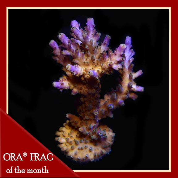 Valida Tri-color, Aquacultured ORA® Valida Tri-color, Aquacultured ORA®