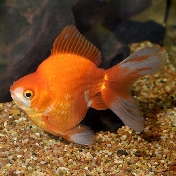 ryukin goldfish assorted