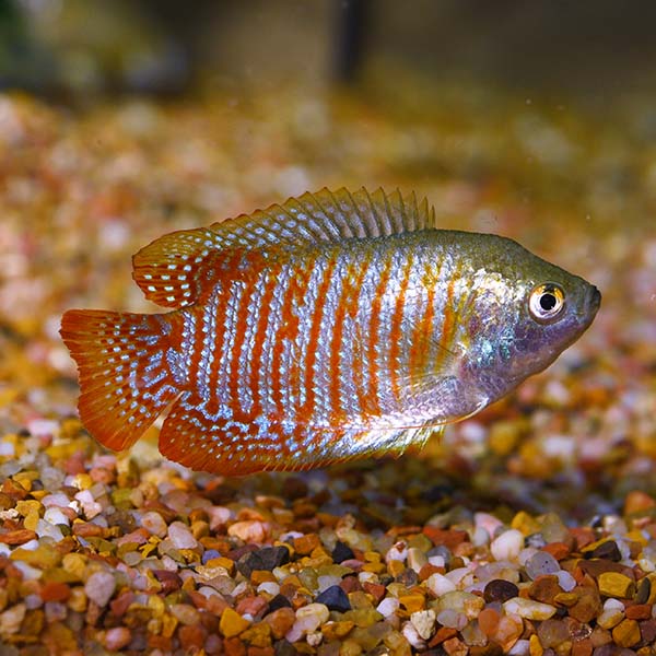 dwarf gourami freshwater fish