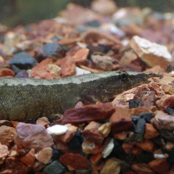 Zig Zag Yellow Tail Eel