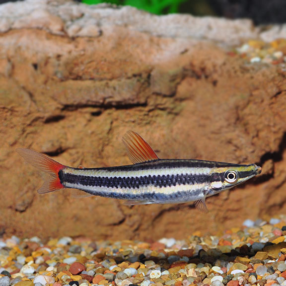 Anostomus Cigar Fish