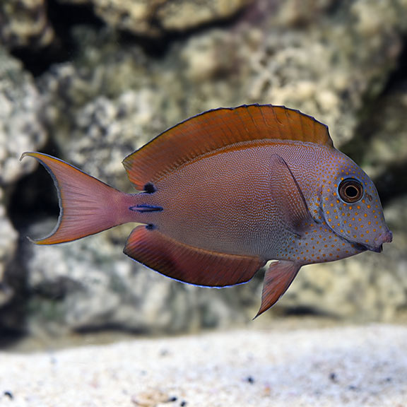 Lavender Tang Lavender Tang