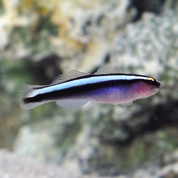 Hybrid Cleaner Goby, Captive-Bred ORA® Hybrid Cleaner Goby, Captive-Bred ORA®