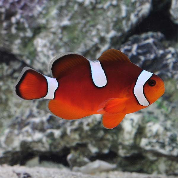 Captive-Bred Misbar Blood Orange Clownfish Captive-Bred Misbar Blood Orange Clownfish