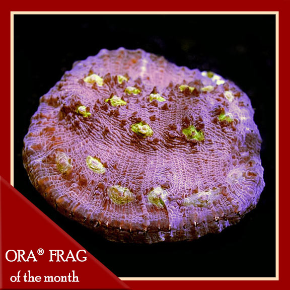 ORA® Aquacultured Easter Egg Chalice Coral ORA® Aquacultured Easter Egg Chalice Coral