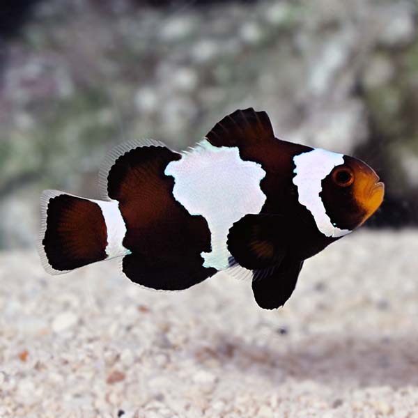 Proaquatix Captive-Bred Black Snowflake Clownfish