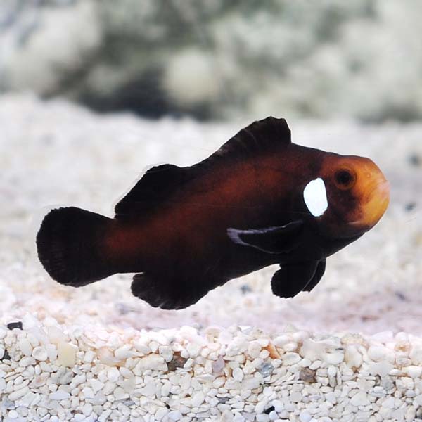 ORA® Captive-Bred Single Dot Domino Clownfish