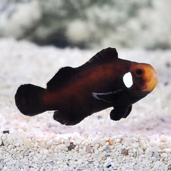 ORA® Captive Bred Single Dot Domino Clownfish: Saltwater Aquarium Fish