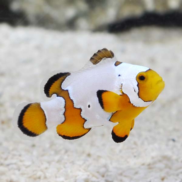 Ora Captive Bred Premium Snowflake Clownfish Saltwater Aquarium Corals For Marine Reef Aquariums