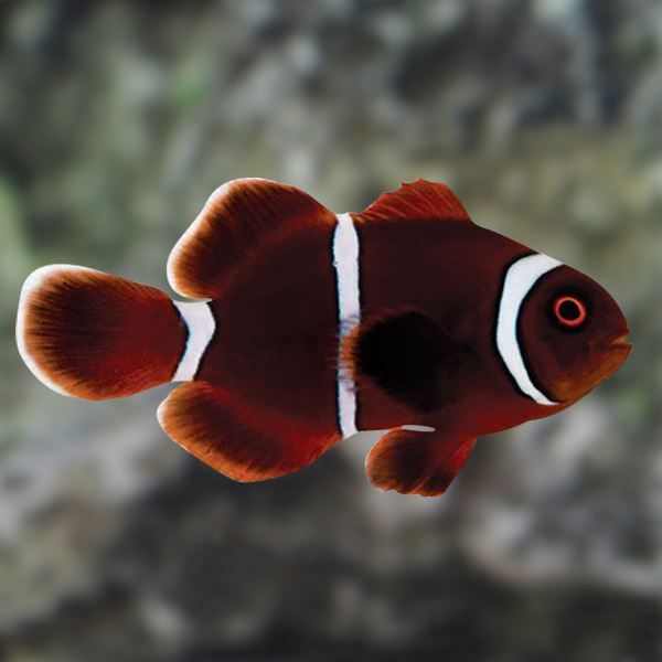 lightning maroon clownfish