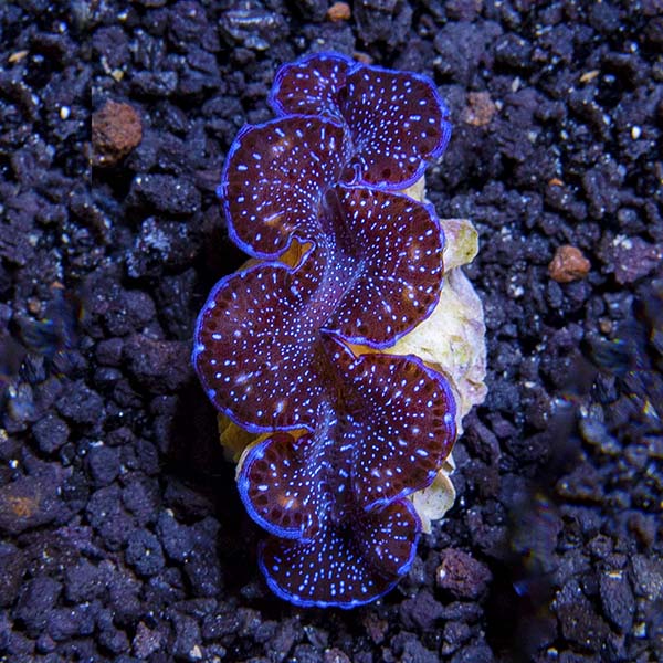 ORA® Aquacultured First Grade Colored Maxima Clam ORA® Aquacultured First Grade Colored Maxima Clam