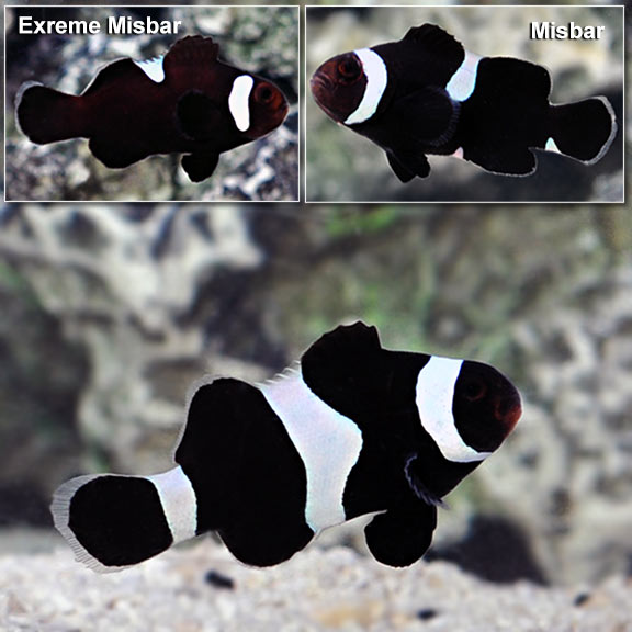 Black & White Ocellaris, Captive-Bred ORA® Black & White Ocellaris, Captive-Bred ORA®