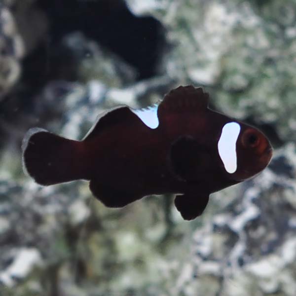 ORA® Captive-Bred Extreme Misbar Black & White Ocellaris Clownfish ORA® Captive-Bred Extreme Misbar Black & White Ocellaris Clownfish