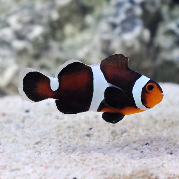 ORA® Captive-Bred Misbar Caramel Clownfish ORA® Captive-Bred Misbar Caramel Clownfish