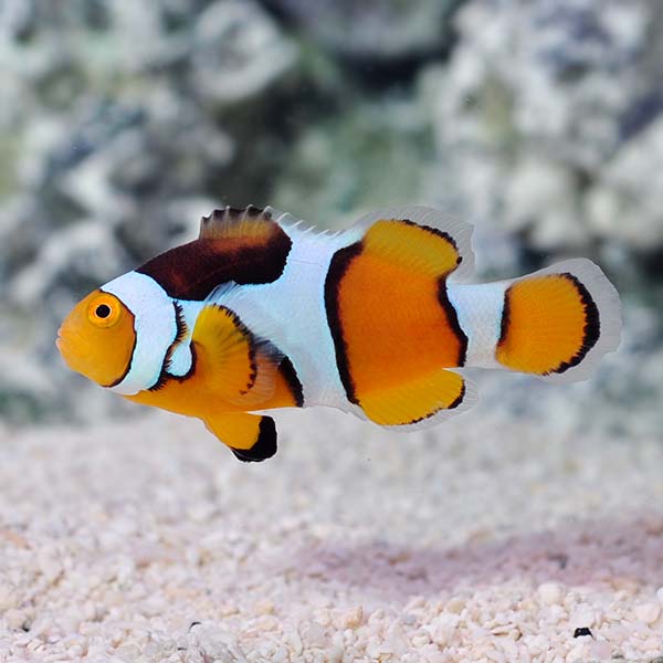 ORA® Captive-Bred Percula Clownfish