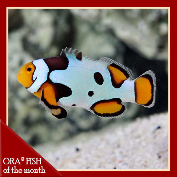 ORA® Captive-Bred Premium Picasso Percula Clownfish ORA® Captive-Bred Premium Picasso Percula Clownfish