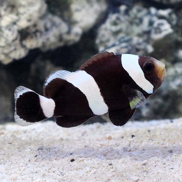 ORA® Captive-Bred Black Saddleback Clownfish