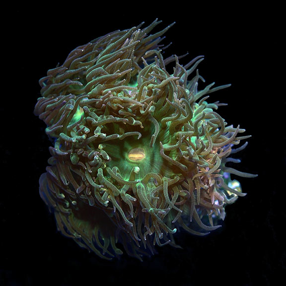 ORA® Aquacultured Duncanopsammia Coral ORA® Aquacultured Duncanopsammia Coral