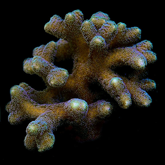 ORA® Aquacultured Green-tip Orange Birdsnest Coral