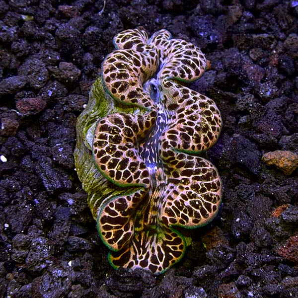 ORA® Aquacultured Gold Maxima Clam ORA® Aquacultured Gold Maxima Clam