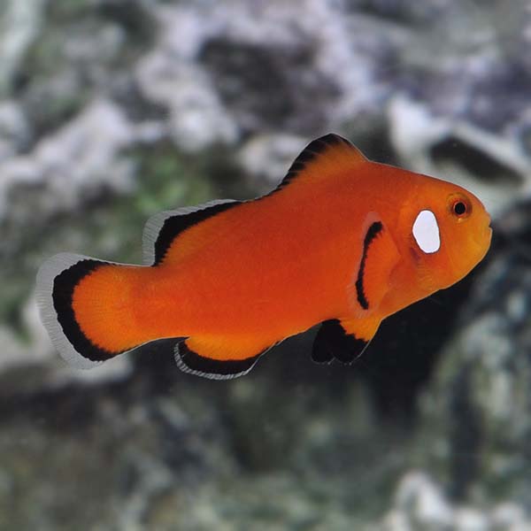 Naked with Dots Ocellaris Clownfish, Captive-Bred ORA® Naked with Dots Ocellaris Clownfish, Captive-Bred ORA®