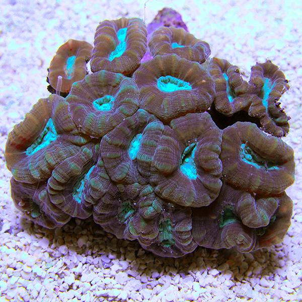 Big Pipe Trumpet Coral