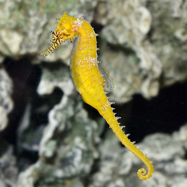 Barbouri Seahorse, Captive-Bred ORA® Barbouri Seahorse, Captive-Bred ORA®