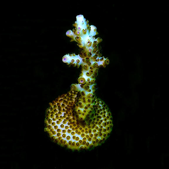 ORA® Aquacultured Laura's Purple Polyp Acropora Coral