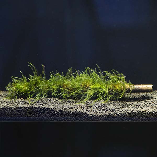 Java Moss on Bamboo Stick Java Moss on Bamboo Stick
