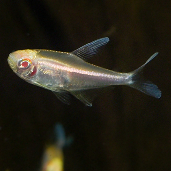 Black Neon Tetra, Albino