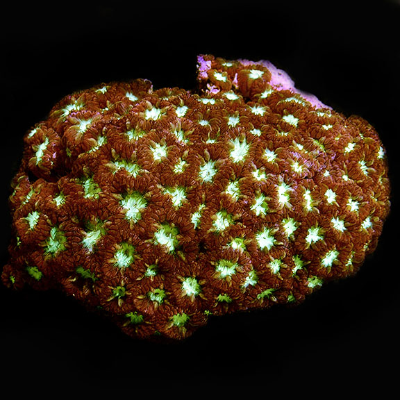 Blastomussa Merletti Coral Blastomussa Merletti Coral