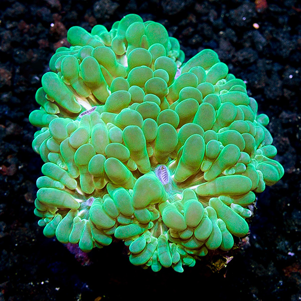 Bubble Coral, Pearl Bubble Coral, Pearl