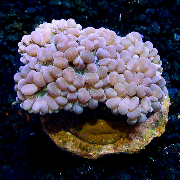 Bubble Coral, Pearl 