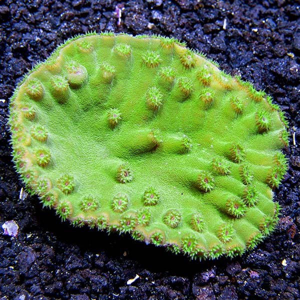 Australian Green Cup Coral, Turbinaria Australian Green Cup Coral, Turbinaria