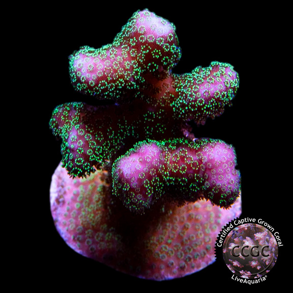 LiveAquaria® CCGC Aquacultured Green Polyp Pink Stylophora Coral LiveAquaria® CCGC Aquacultured Green Polyp Pink Stylophora Coral