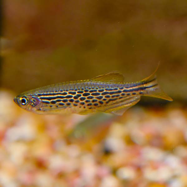 Kyathit Orange Finned Danio