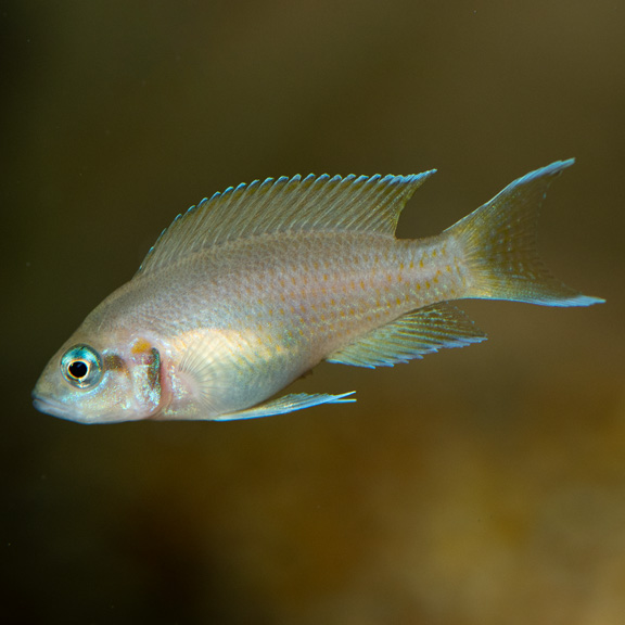 Daffodil Cichlid Daffodil Cichlid