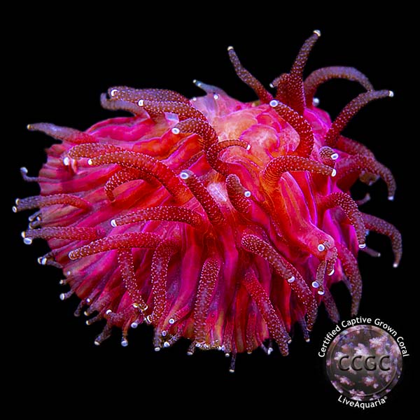 Fuchsia Pink Lava Coals Diaseris Coral, Aquacultured Fuchsia Pink Lava Coals Diaseris Coral, Aquacultured