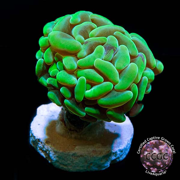 LiveAquaria® CCGC Aquacultured Hammer Coral LiveAquaria® CCGC Aquacultured Hammer Coral