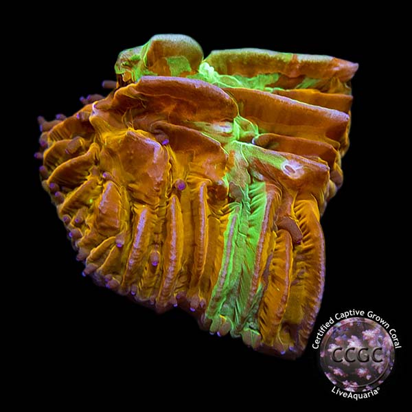 Irish Sunset Sandal Coral, Aquacultured Irish Sunset Sandal Coral, Aquacultured