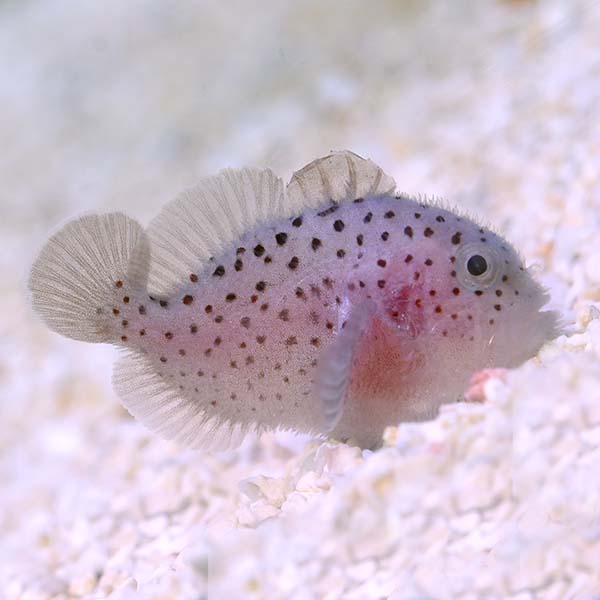 Spotted Coral Croucher Goby