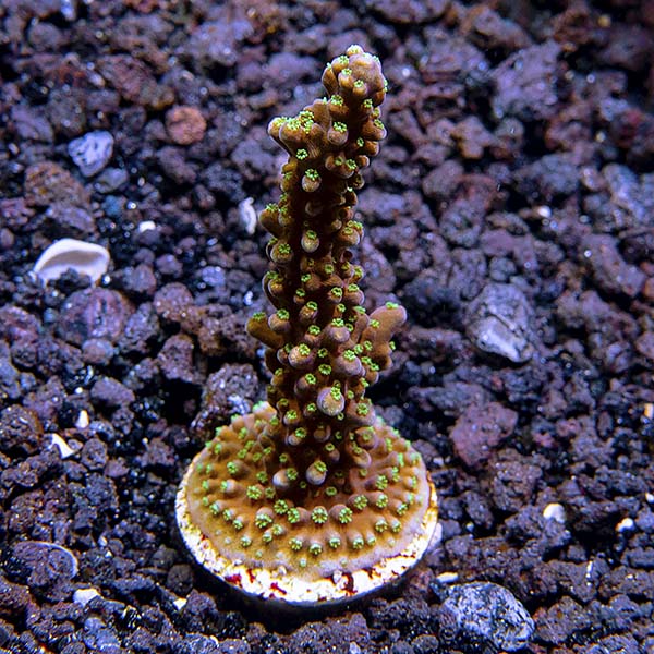 ORA® Aquacultured Nightshade Acropora Coral ORA® Aquacultured Nightshade Acropora Coral