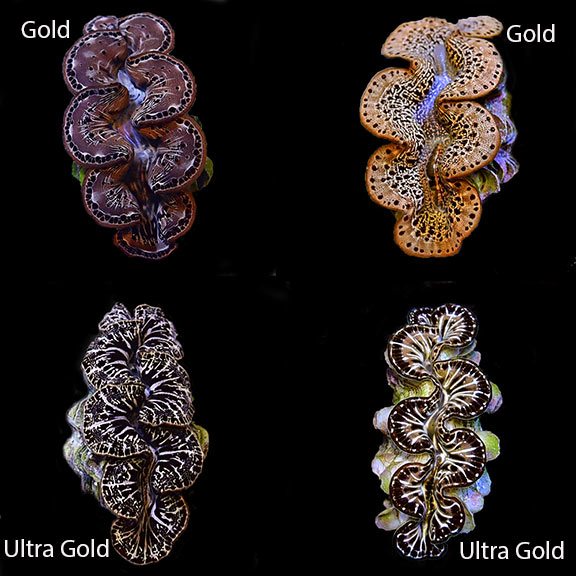 Gold Maxima Clam, Aquacultured ORA® Gold Maxima Clam, Aquacultured ORA®