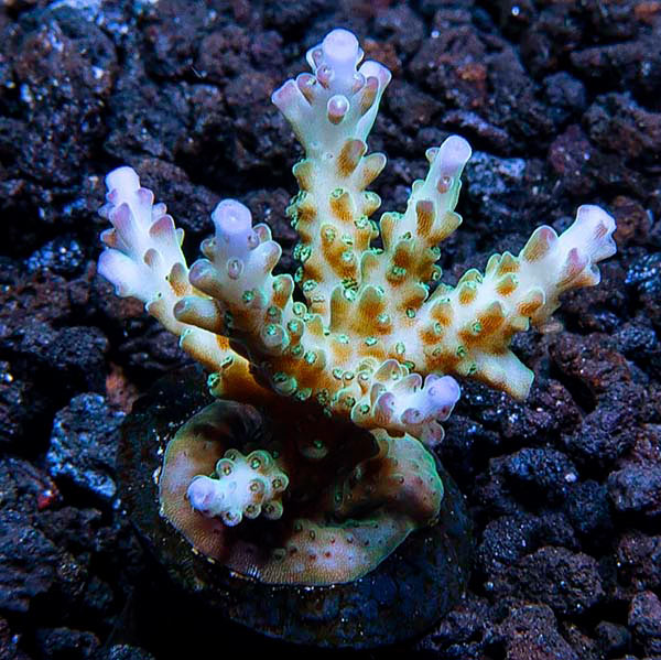 ORA® Aquacultured Pearlberry Acropora Coral ORA® Aquacultured Pearlberry Acropora Coral